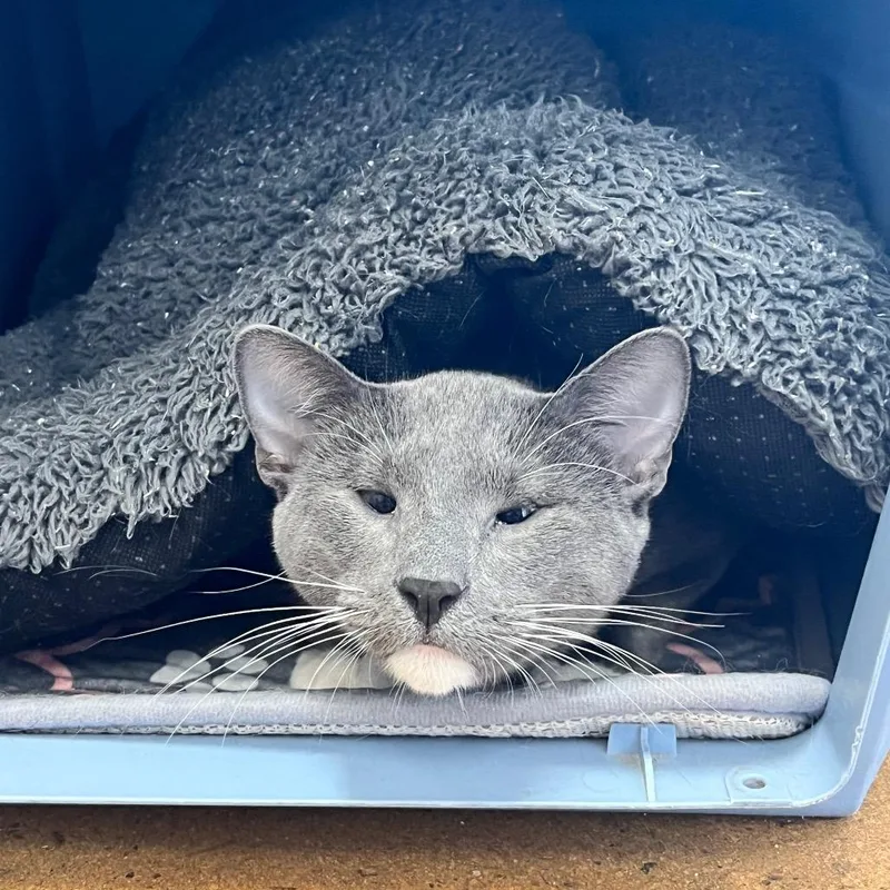 Peter Brady thumbnail 6