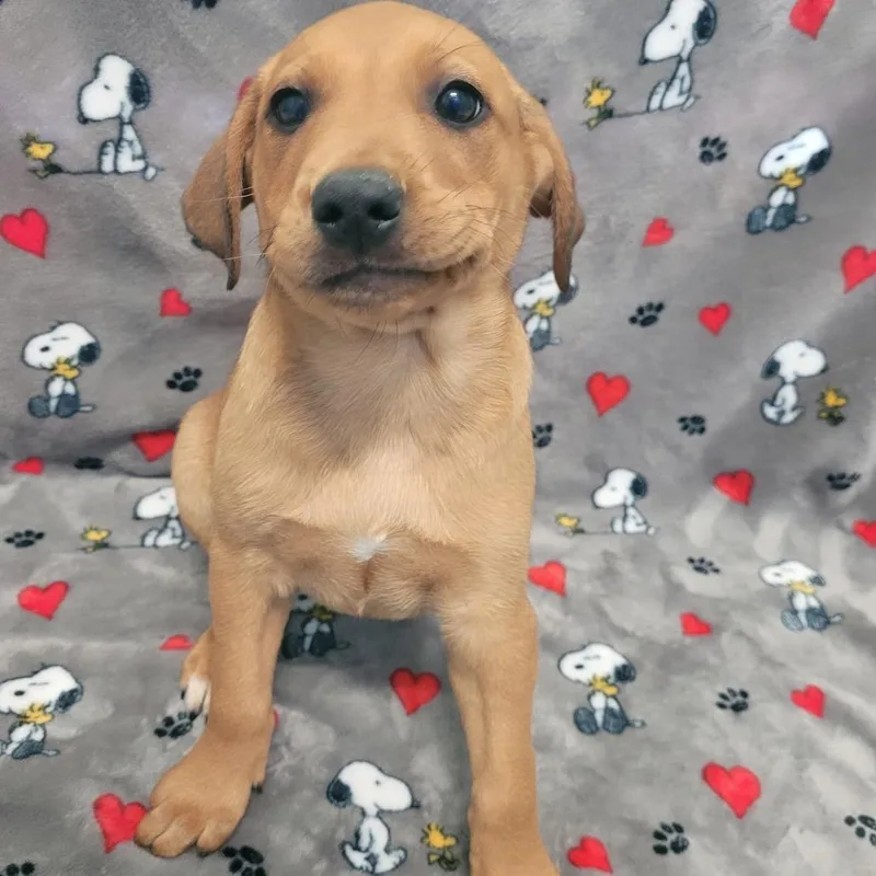 A baby medium-sized male Brown / Chocolate Dachshund dog named Patrick for adoption in LOXAHATCHEE, FL