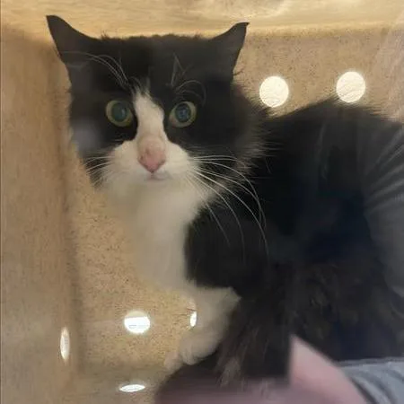 A baby medium-sized female Black Domestic Medium Hair cat named Working Cat Miranda for adoption in Tacoma, WA
