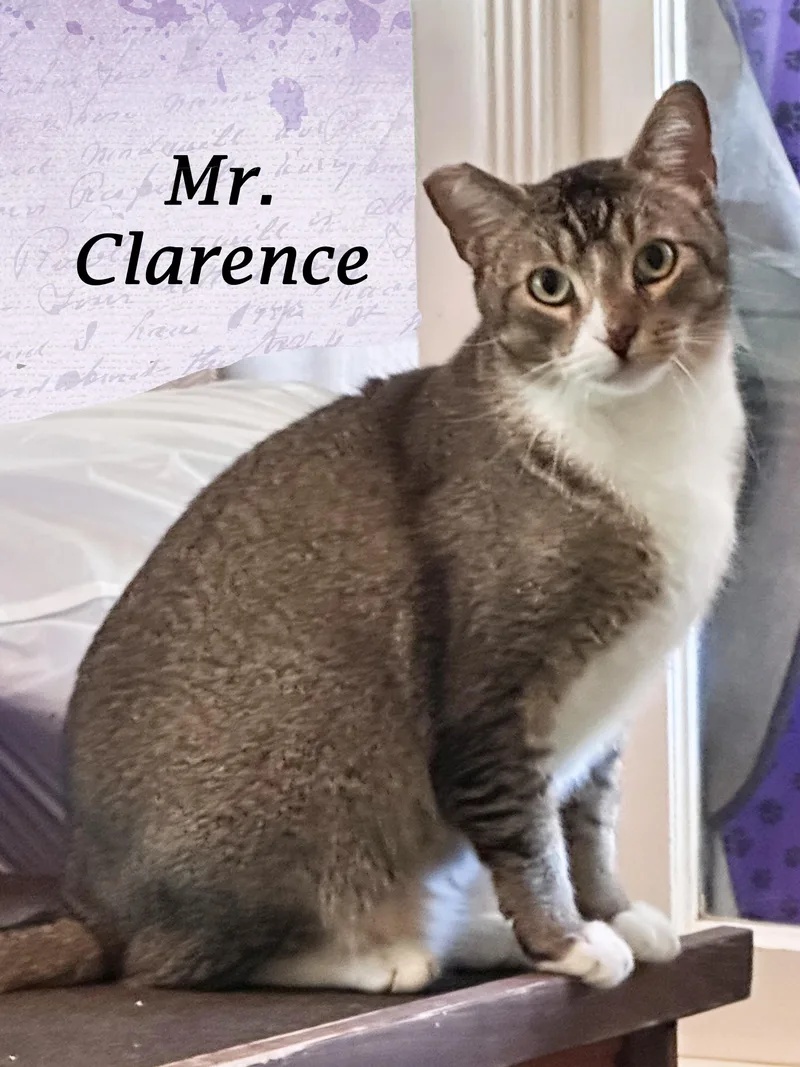 Mr. Clarence thumbnail 2