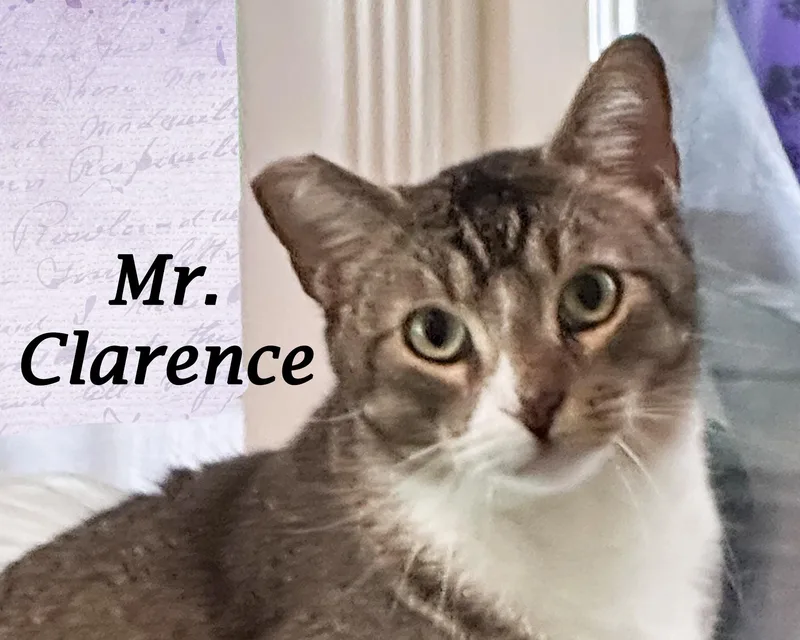 Mr. Clarence thumbnail 4