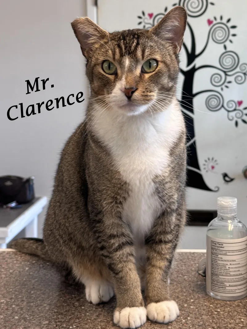 Mr. Clarence thumbnail 5