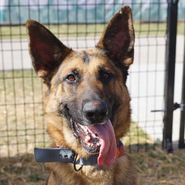 An adult large-sized male German Shepherd Dog dog named Bear for adoption in San Antonio, TX