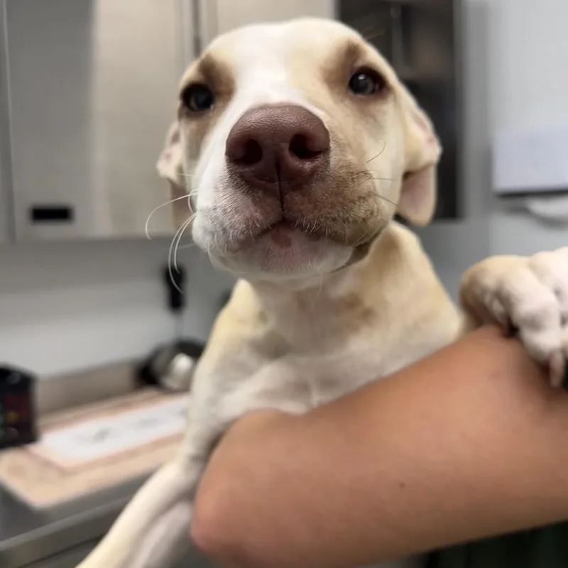 A baby medium-sized female Apricot / Beige Terrier dog named Shadow for adoption in Abilene, TX