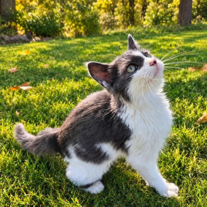 A baby medium-sized male Gray & White Domestic Medium Hair cat named Willy for adoption in Saint Paul, MN