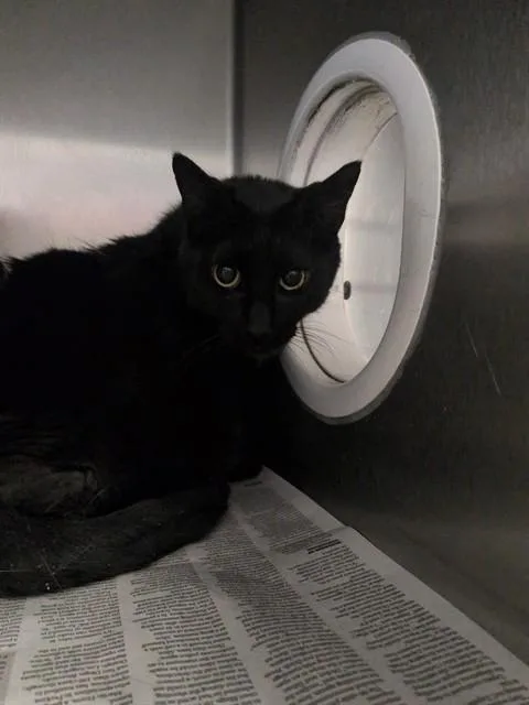 An adult small-sized male Domestic Short Hair cat named Jerry for adoption in Lancaster, CA