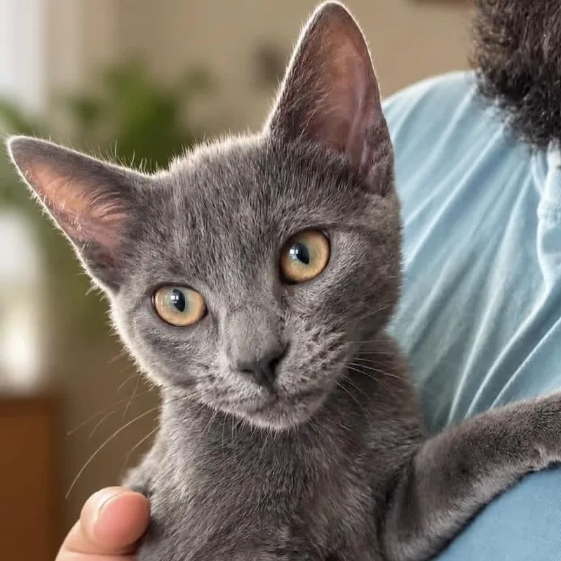 A baby medium-sized male Gray / Blue / Silver Domestic Short Hair cat named Tom Collins for adoption in Cranston, RI