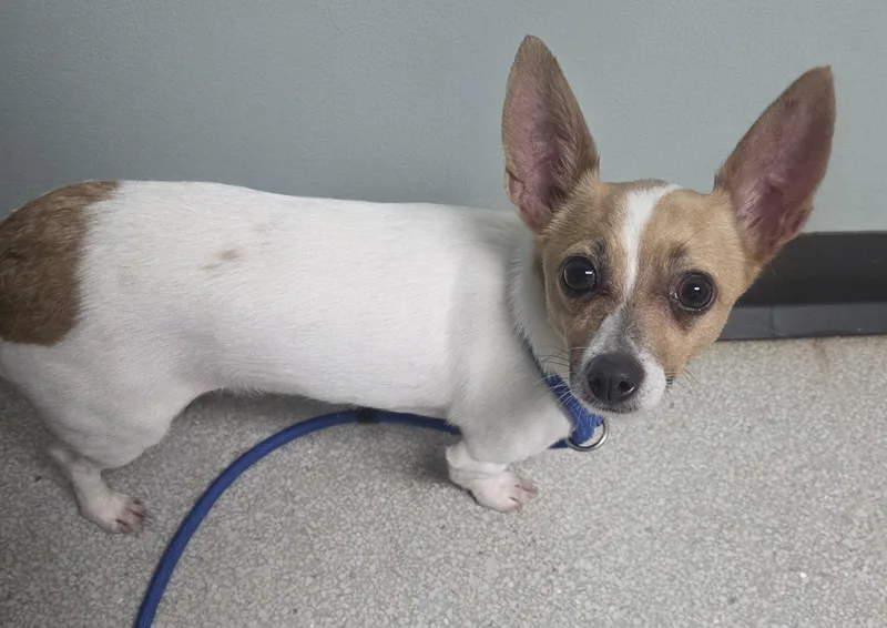 An adult small-sized male White / Cream Jack Russell Terrier dog named Flash for adoption in West Branch, MI