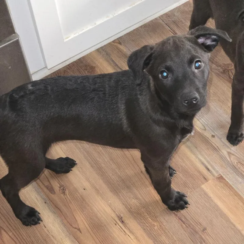 An adult medium-sized female Brown / Chocolate Mixed Breed dog named Becca for adoption in Laurel, MS