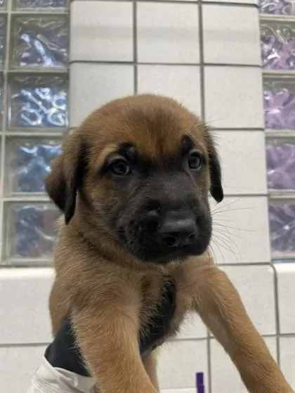 A baby small-sized male Shepherd dog named 61448369 for adoption in El Paso, TX