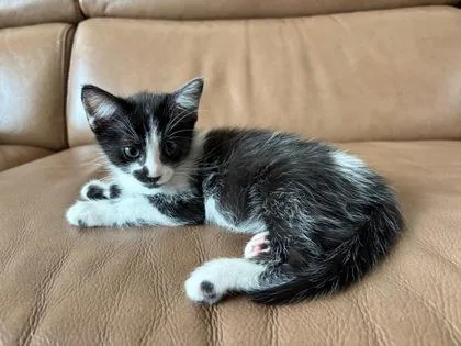 Alfalfa