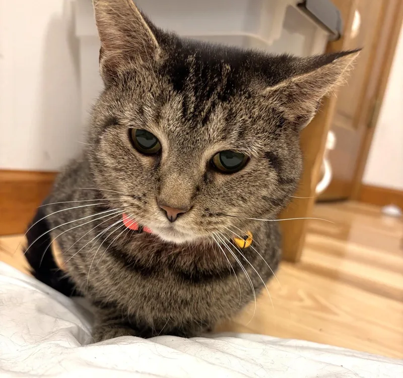 A young medium-sized female Tabby (Brown / Chocolate) Tabby cat named Mama Tessa for adoption in New Albany, OH