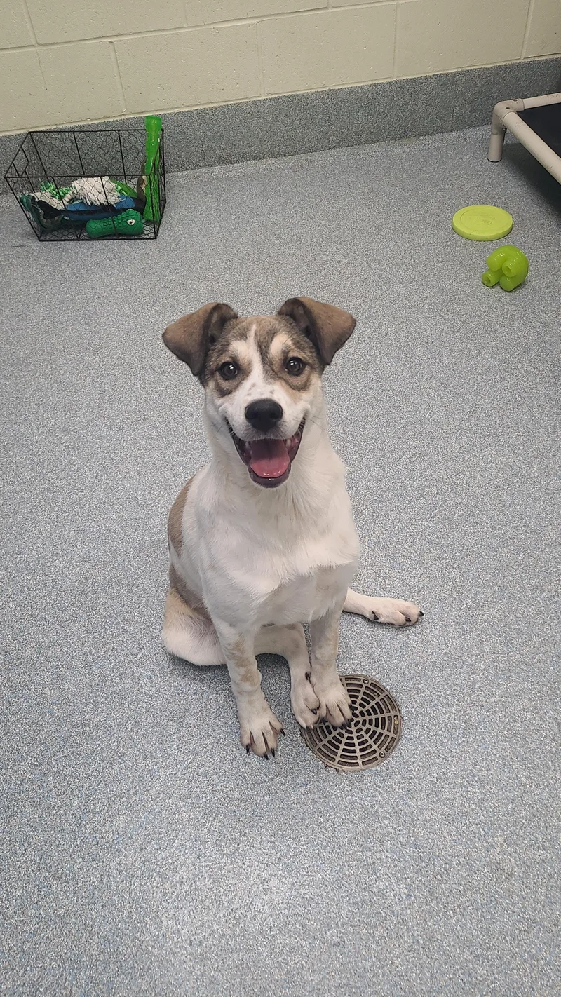 A young large-sized female Anatolian Shepherd dog named Delilah for adoption in St. Joseph, MI