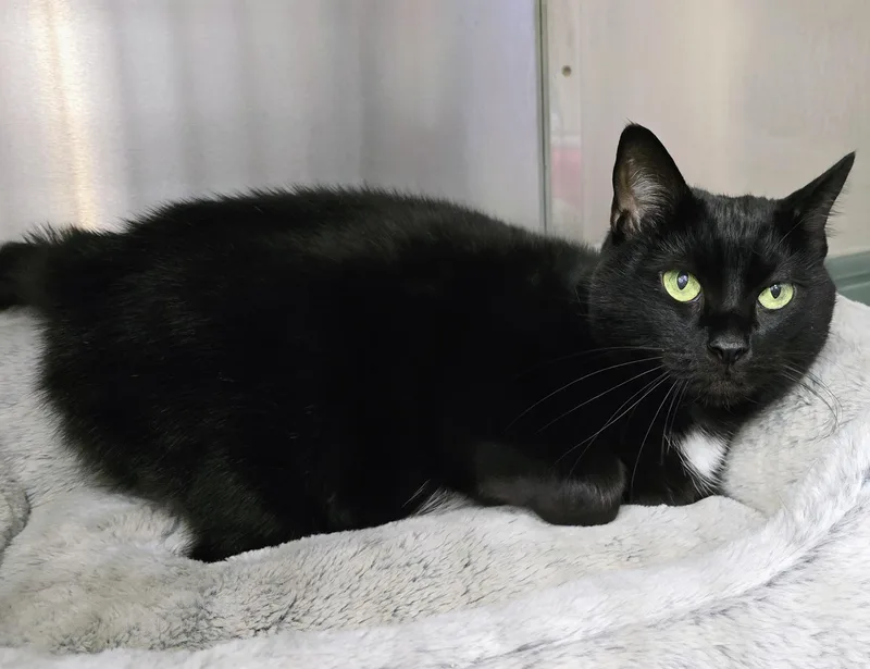 A senior medium-sized female Black Domestic Short Hair cat named Luna for adoption in Amityville, NY