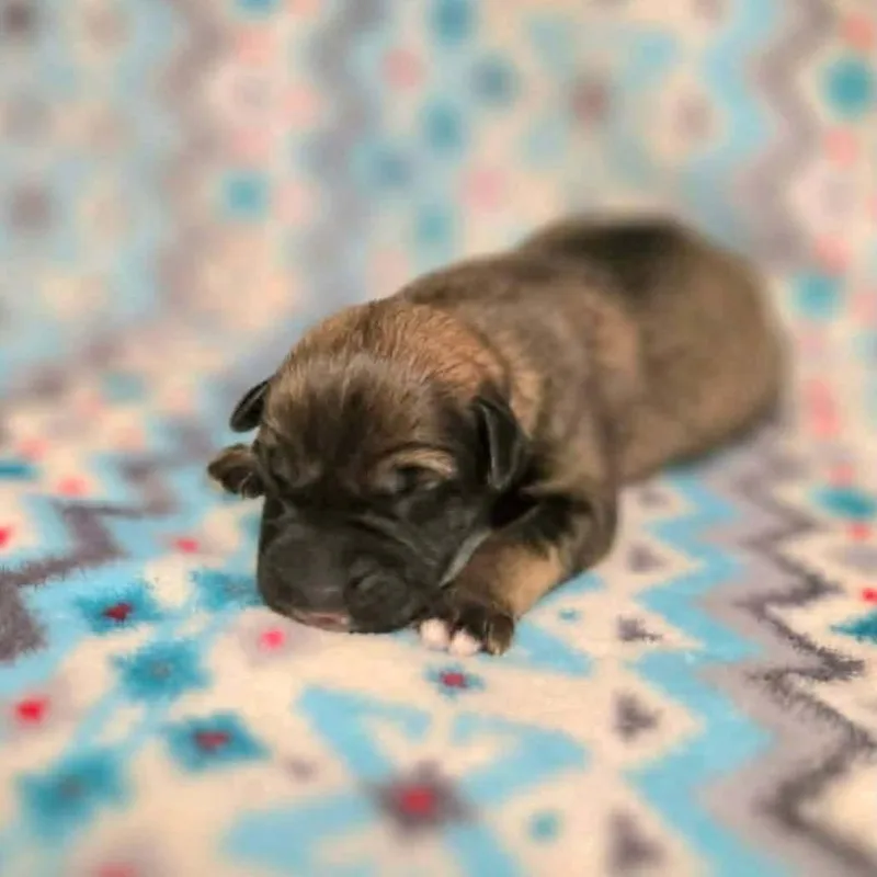 A baby small-sized female Brindle Retriever dog named Starlight for adoption in Wadena, MN