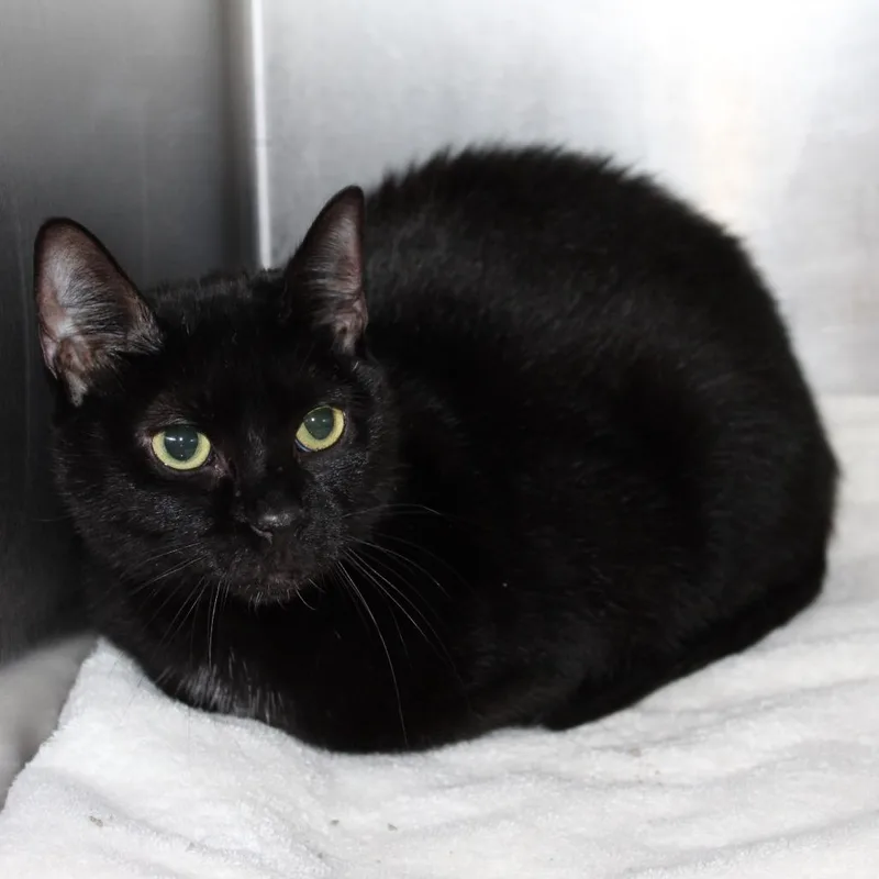 An adult medium-sized female Domestic Short Hair cat named Pickles for adoption in Auburn, AL