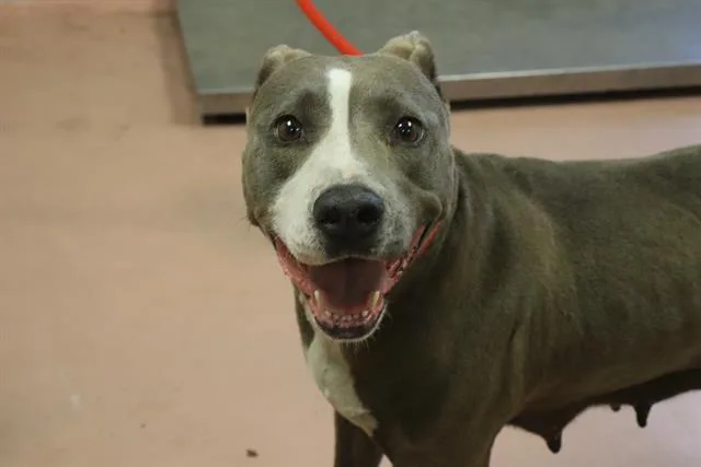 An adult large-sized female Mixed Breed dog named Spark for adoption in Columbia, SC