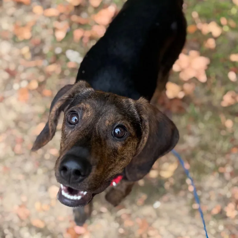 A baby small-sized female Brindle Mixed Breed dog named Parm for adoption in Asheville, NC