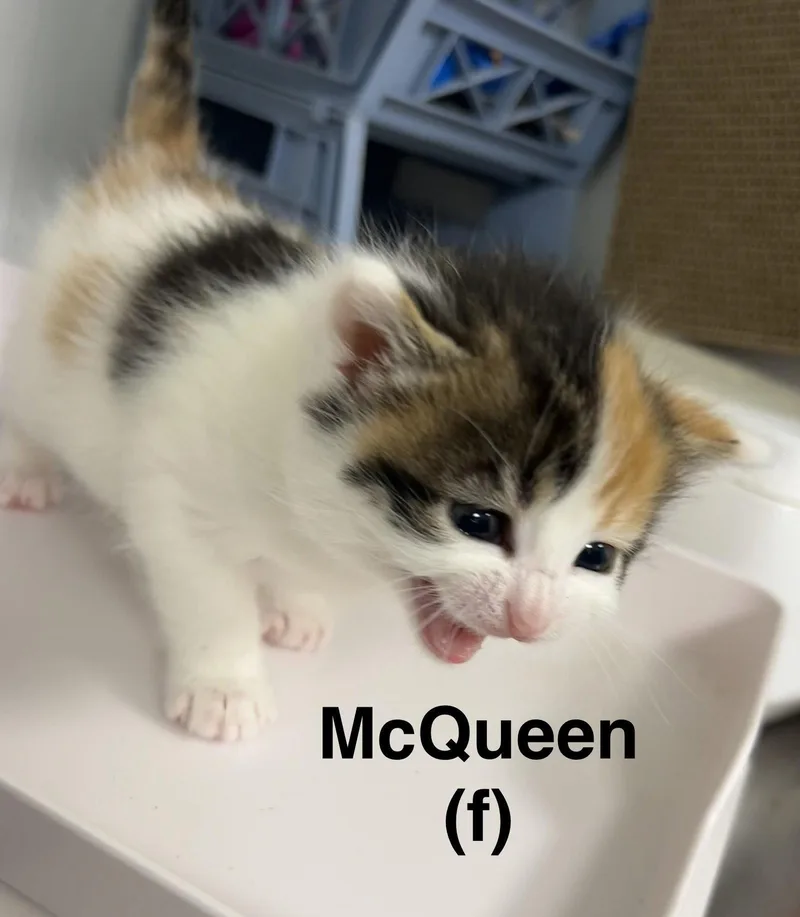 A baby medium-sized female Domestic Short Hair cat named Mcqueen for adoption in Saugerties, NY