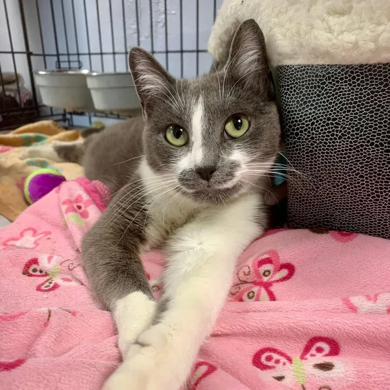 A young medium-sized female Gray & White Domestic Short Hair cat named Billie for adoption in Ozone Park, NY