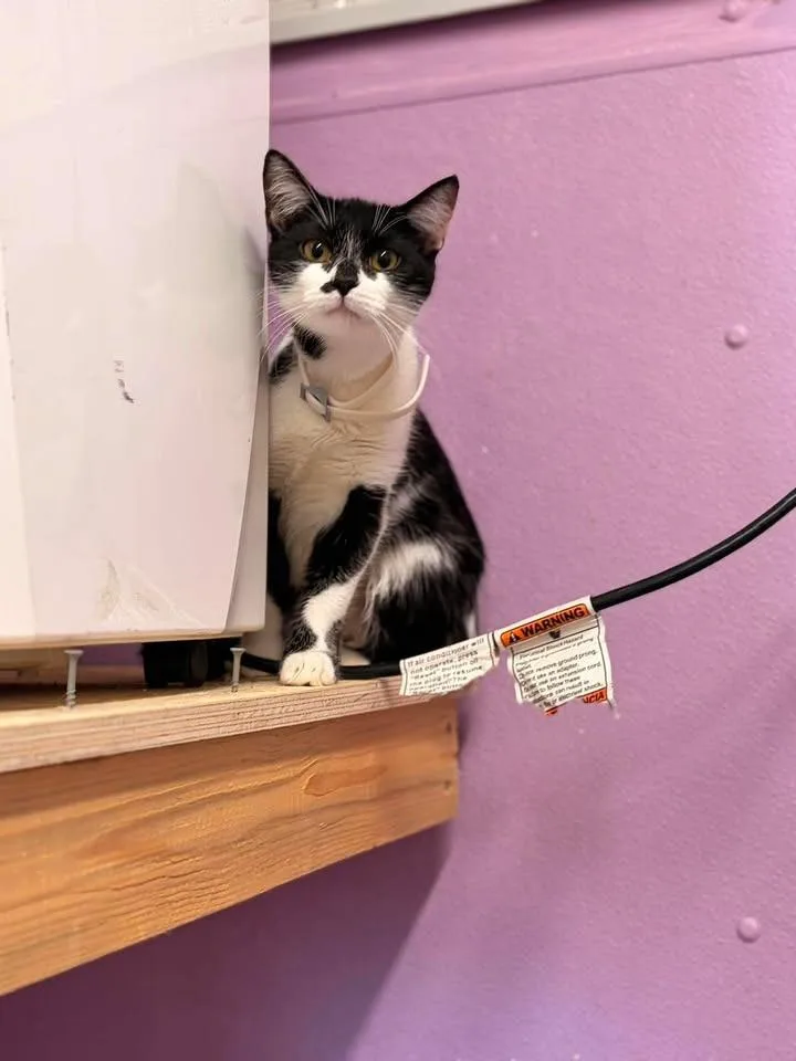 A baby medium-sized female Domestic Short Hair cat named Tux for adoption in Greensburg, IN