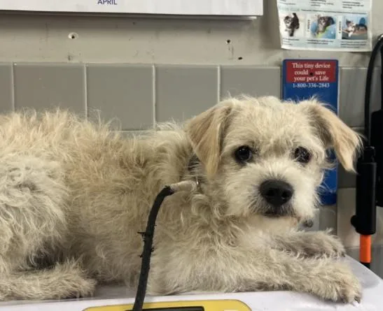 A young medium-sized female Mixed Breed dog named Danny for adoption in San Pedro, CA