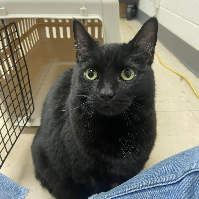 An adult large-sized female Black Domestic Short Hair cat named Mageeny for adoption in Pittsburgh, PA