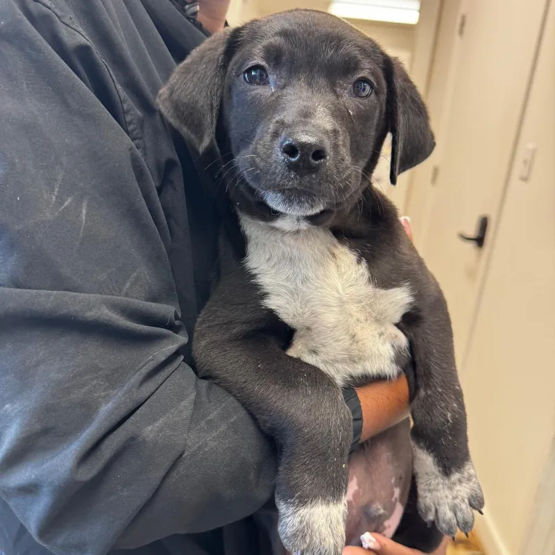 A young small-sized male Black Labrador Retriever dog named Pete Golding for adoption in Clarksdale, MS