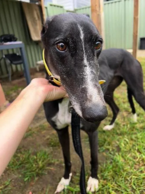An adult large-sized female Greyhound dog named Missy for adoption in Tarpon Springs, FL