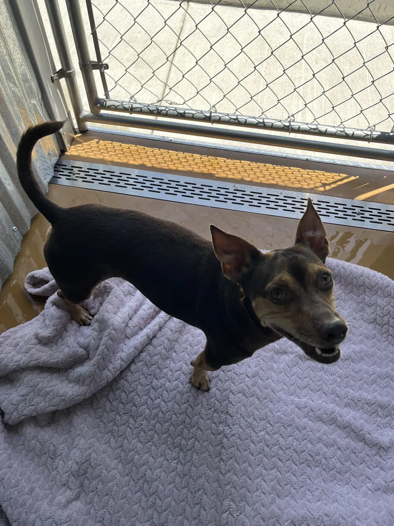An adult small-sized male Terrier dog named Capybara for adoption in Cibolo, TX