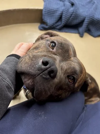 A young large-sized female Pit Bull Terrier dog named Sky for adoption in Knoxville, TN