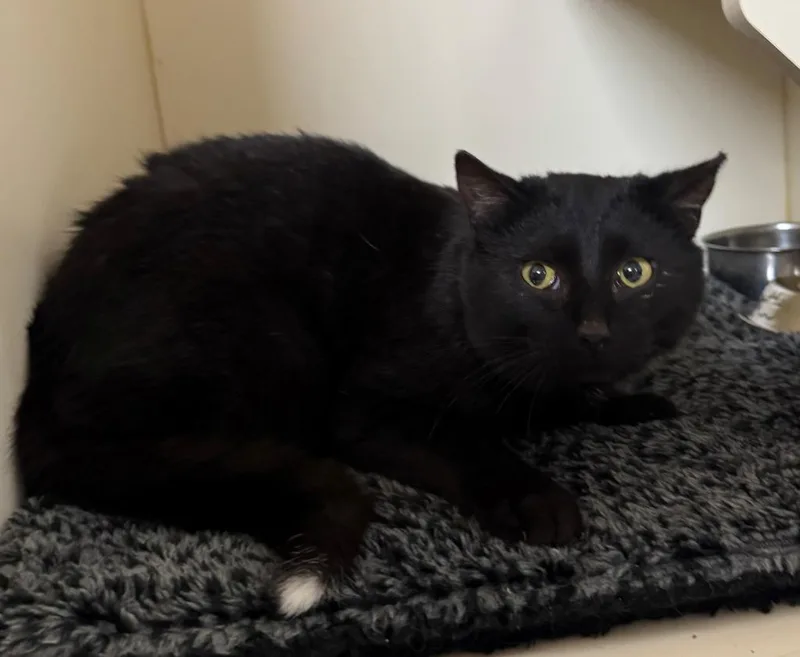 A young medium-sized male Domestic Short Hair cat named Mr. Fisher for adoption in Hastings, MI