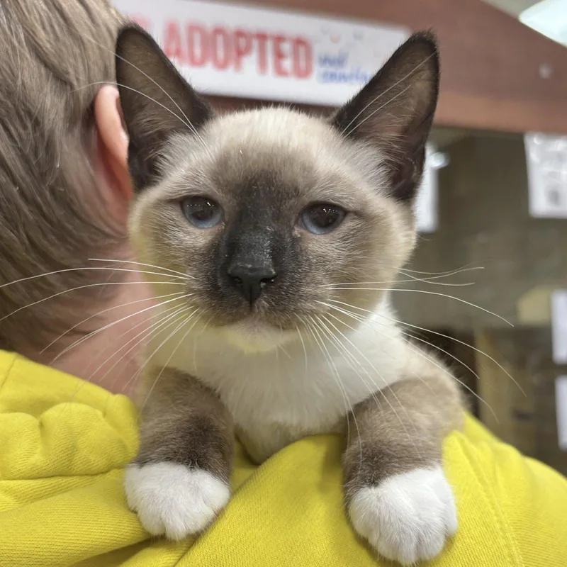 A baby medium-sized male Siamese cat named Norm for adoption in Sonora, CA