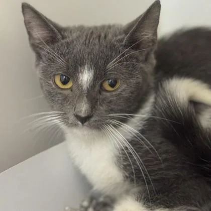 A young medium-sized male Gray & White Domestic Short Hair cat named Super Man for adoption in Phoenixville, PA