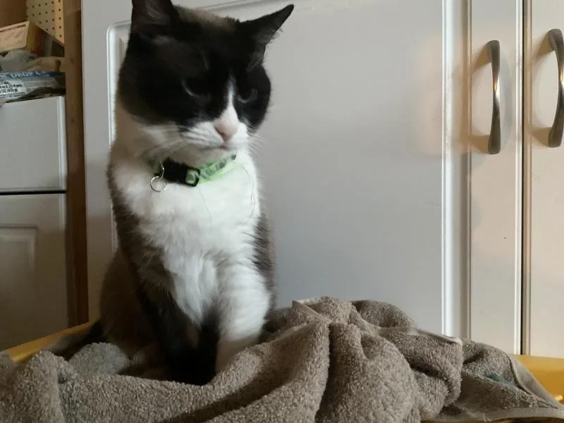 Ginger aka Chencha thumbnail 2