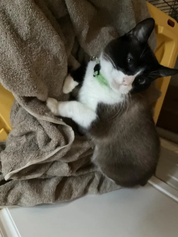 Ginger aka Chencha thumbnail 3