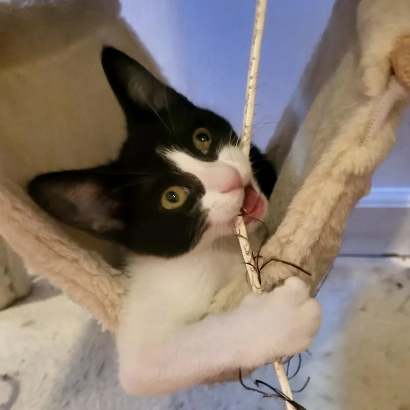 A baby small-sized female Black Domestic Short Hair cat named Poppy for adoption in Santa Rosa, CA