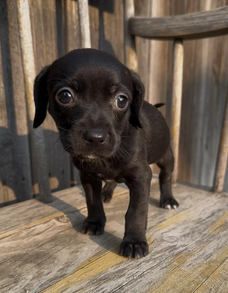 A baby small-sized female Chihuahua dog named Cartier for adoption in Windsor, CO