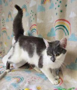 An adult medium-sized female Domestic Short Hair cat named Ava for adoption in Bucyrus, OH