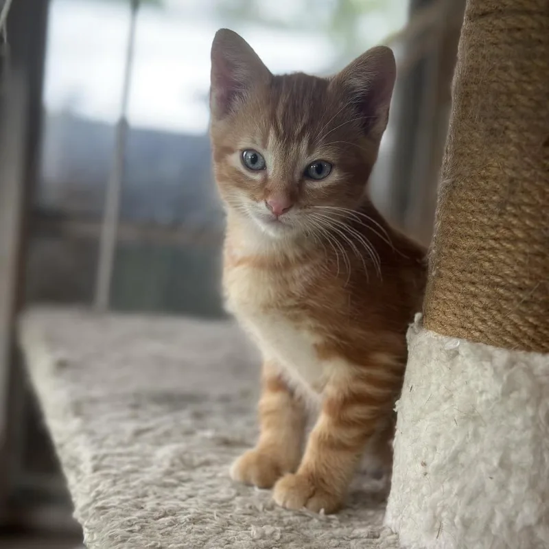 Oliver
