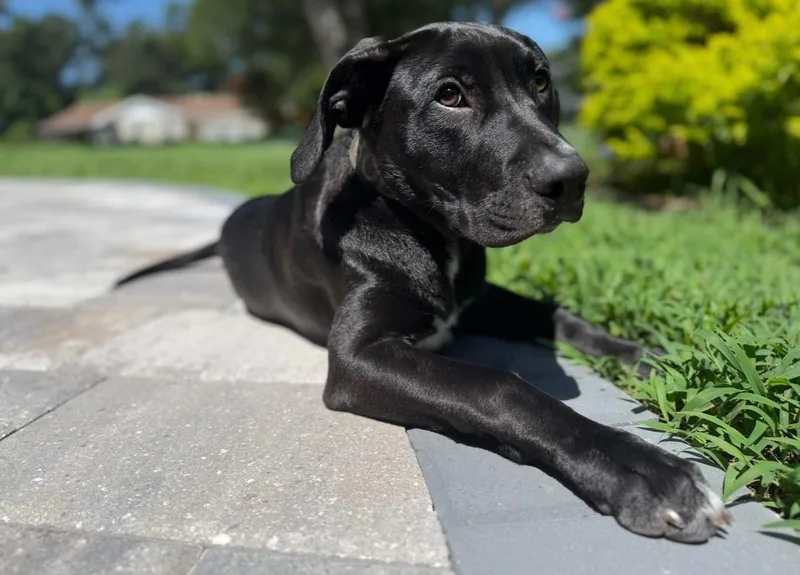 An adult large-sized male Black Labrador Retriever dog named Bodhiwatch video for adoption in Port Orange, FL