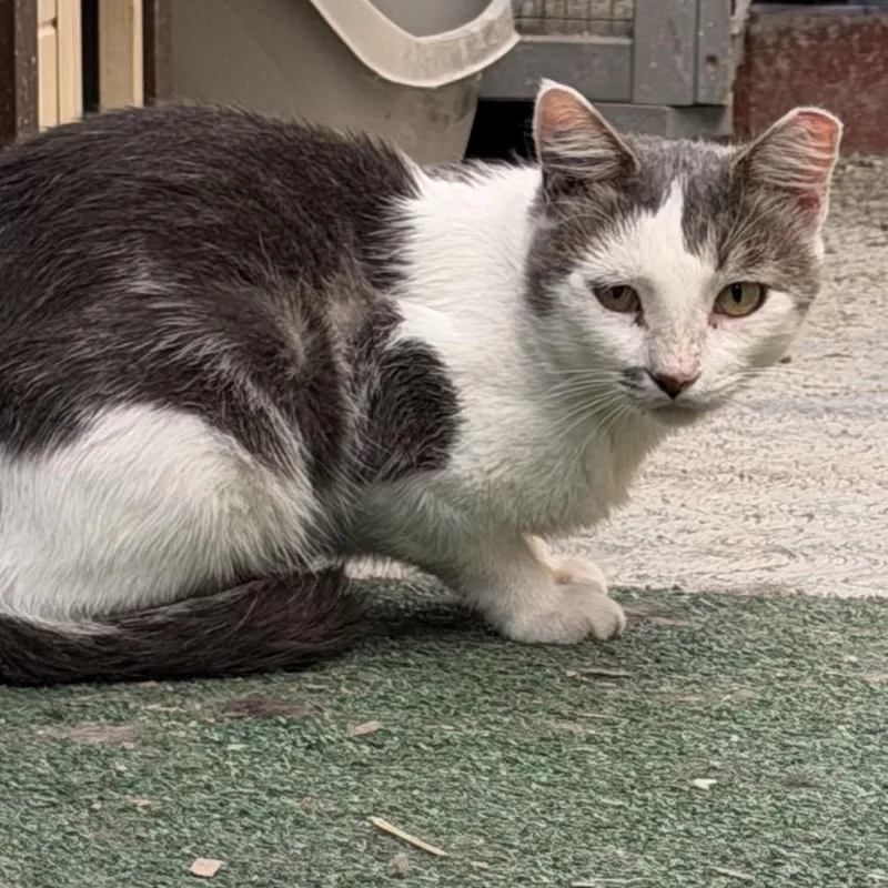 An adult small-sized male Gray / Blue / Silver Domestic Short Hair cat named Byron for adoption in Long Beach, CA