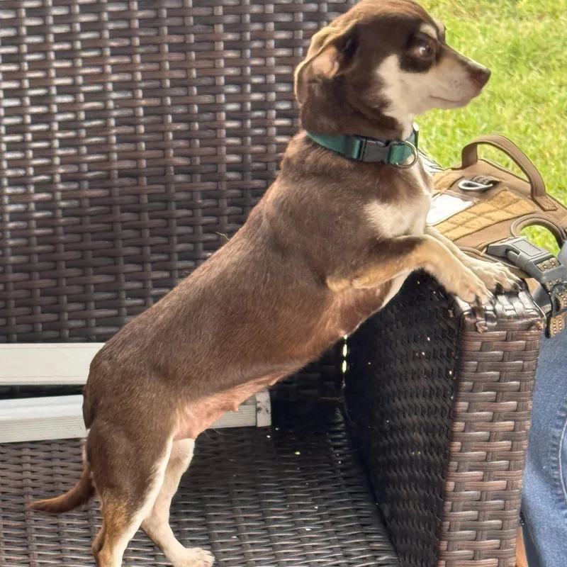 A young small-sized female Chihuahua dog named Mona for adoption in Sugar Land, TX