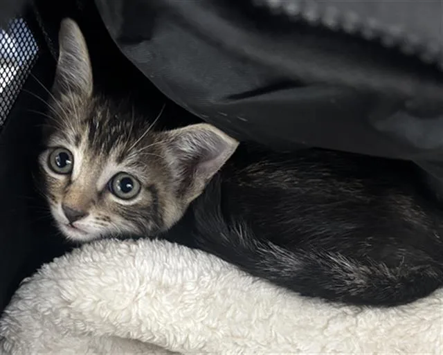 A baby medium-sized female Domestic Short Hair cat named Dawn for adoption in Dallas, TX