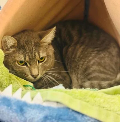 An adult small-sized male Domestic Short Hair cat named Figment for adoption in West Chester, PA