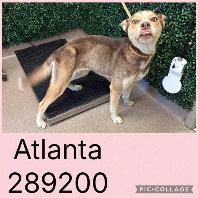 A young medium-sized female Siberian Husky dog named Atlanta for adoption in Macon, GA