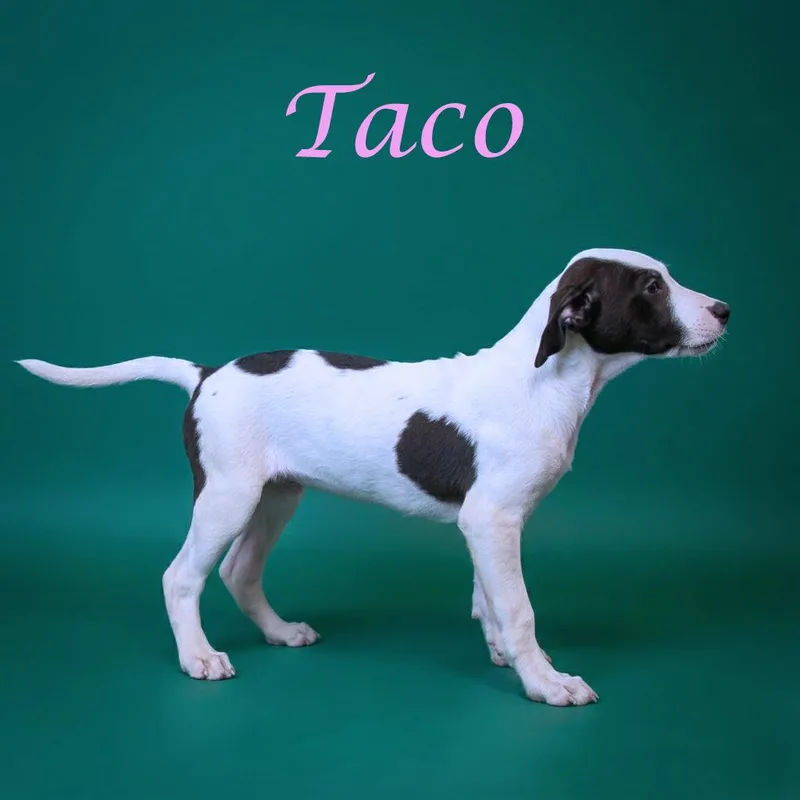 A baby medium-sized female White / Cream Mixed Breed dog named Taco D for adoption in Lebanon, TN