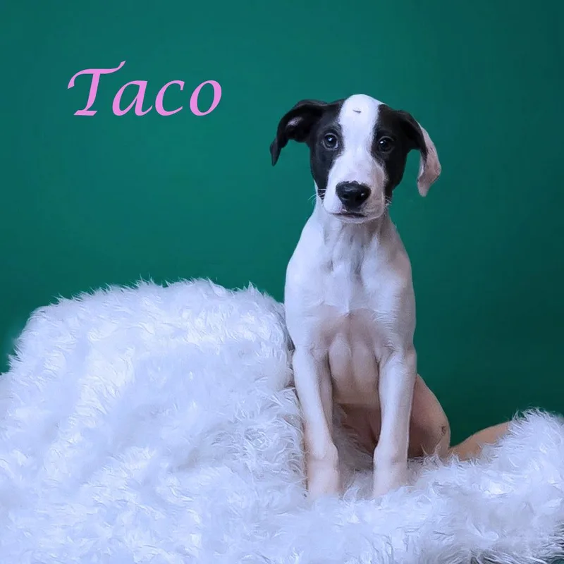 Taco D thumbnail 2