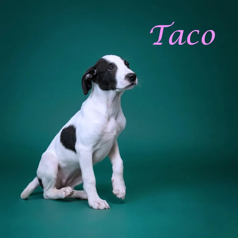 Taco D thumbnail 4