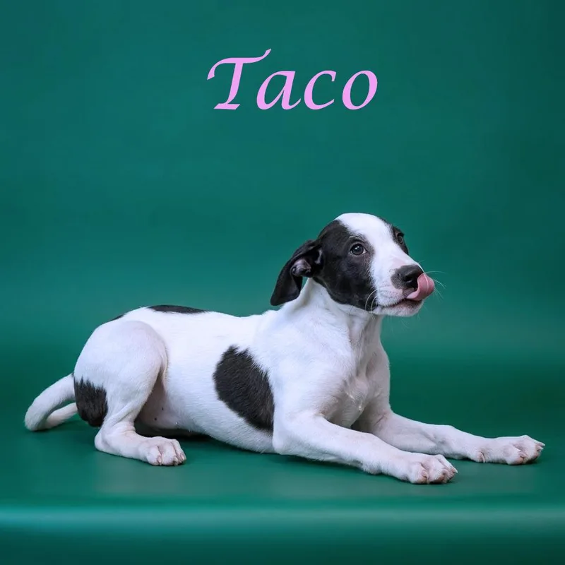 Taco D thumbnail 5